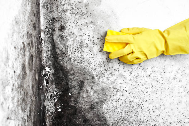 Best Toxic Mold Removal  in Milton, WA