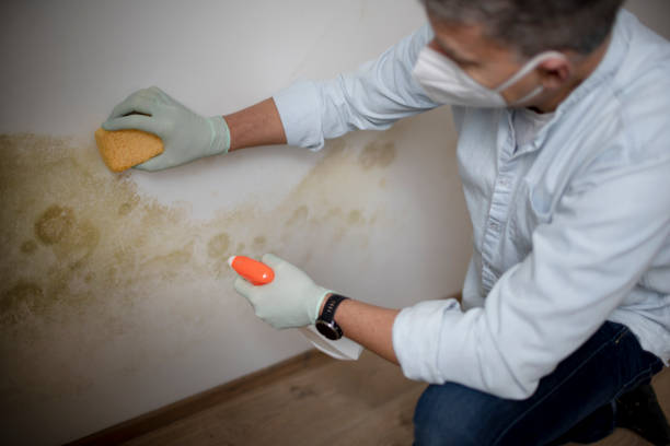 Best Residential Mold Removal  in Milton, WA