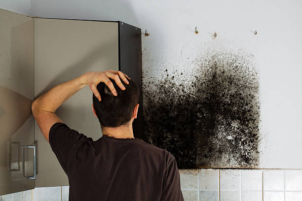 Best Mold Removal Company Near Me  in Milton, WA