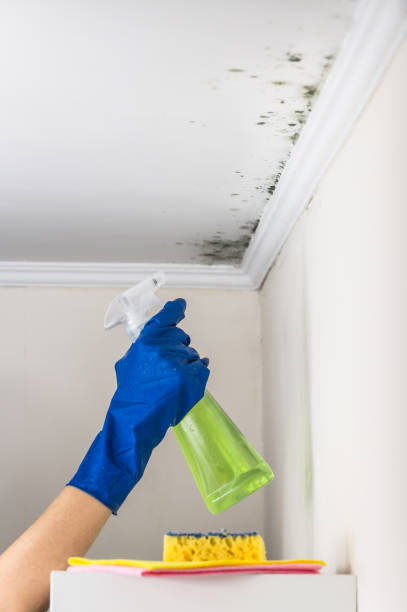 Best Affordable Mold Removal  in Milton, WA